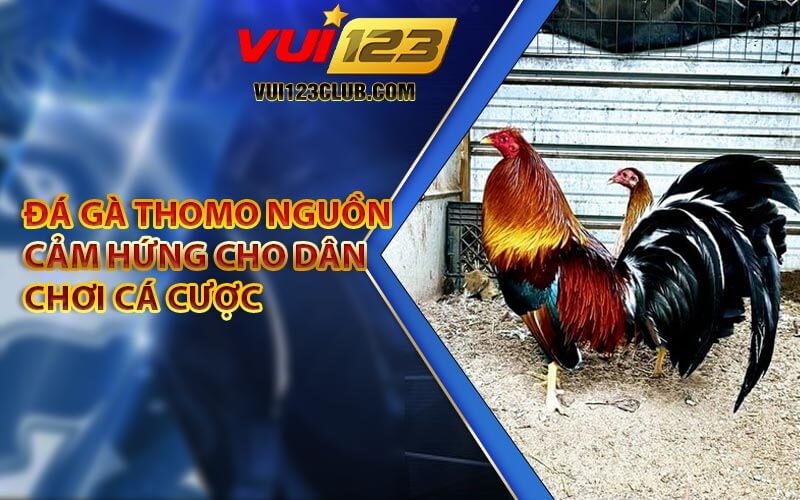 Đá Gà Thomo - Nguồn Cảm Hứng Cho Dân Chơi Cá Cược